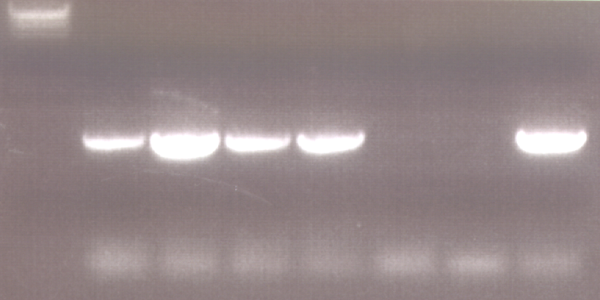 Colony PCR 1.I cloni trasformanti possono contenere il solo vettore o il vettore più l inserto 2.