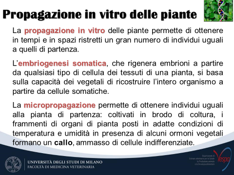 7) ottenuto da espianti di tessuto vegetale posto in idonee condizioni colturali è possibile: -Rigenerare l intera pianta se messo in condizioni ambientali adeguate (micropropagazione).