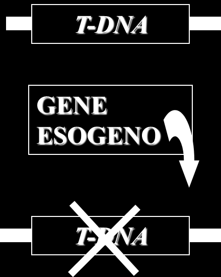 di nutrienti per i batteri. Le opine sono l unico derivato aminoacidico, differenti dai normali prodotti della pianta e le agricinopine sono gli unici derivati da zuccheri fosforilati.