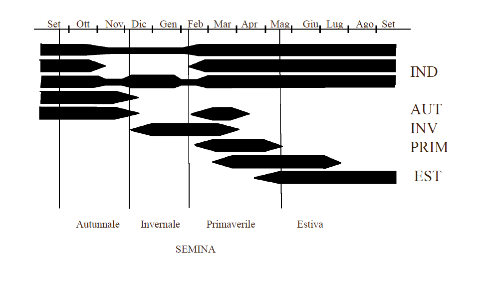 Gruppi ecofisiologici Questa classificazione si basa sulla constatazione che le malerbe nate da seme,