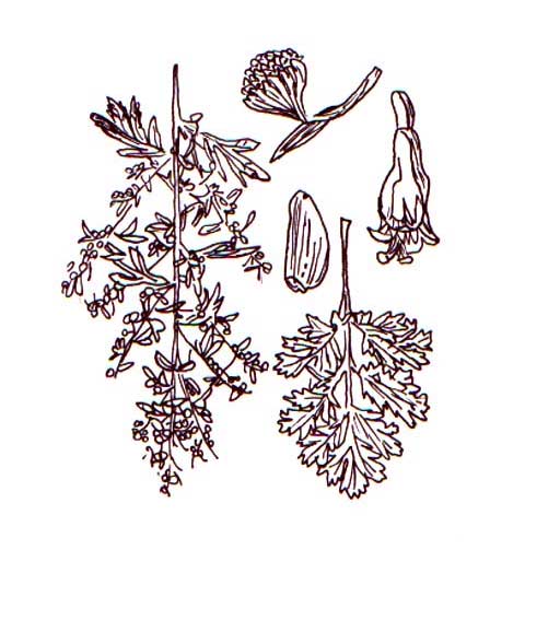 ASSENZIO ROMANO (Artemisia Absinthium) Famiglia: Compositae Descrizione: pianta alta 50-100 cm ha le foglie quasi bianche e setose tripennato-partite, ha fiori gialli a capolino riuniti in una