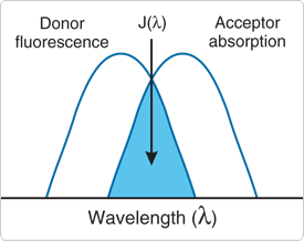 TECNOLOGIA DEL SAGGIO: Fluorescence Resonance Energy Transfer (FRET) Distance-dependent interaction between the