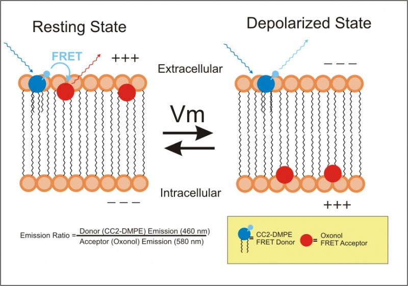 Membrane