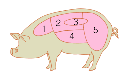 derivate altre, oggi largamente diffuse, come la Duroc e la Pietrain. - Hampshire. Razza originaria degli Stati Uniti. La fertilità e la prolificità sono medie.