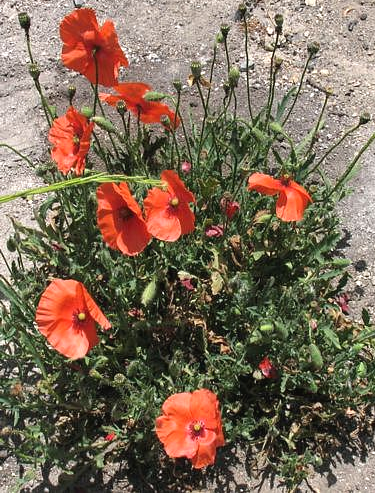 Famiglia delle Papaveraceae Papaver rhoeas L. Rosolaccio - Common poppy Caratteristiche: Pianta erbacea annuale alta 20-60 cm con steli pelosi eretti, setolosi, contenenti un lattice biancastro.