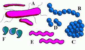 alimentari) Immunosorveglianza