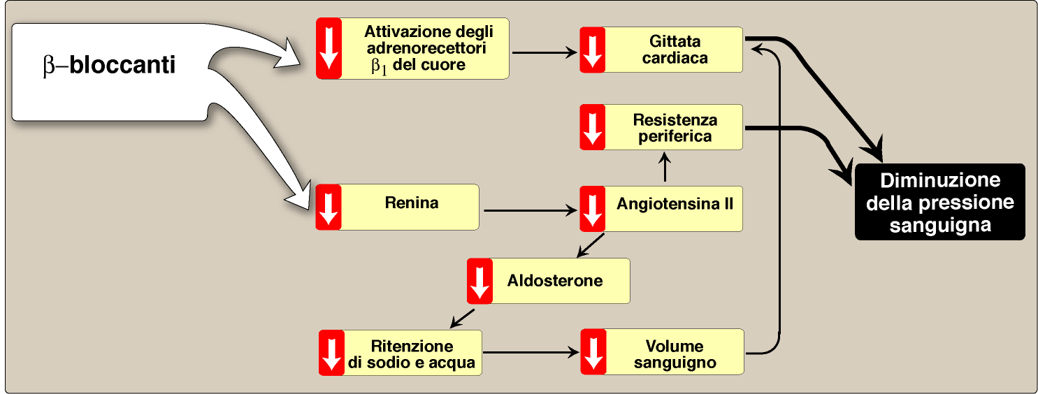 bloccata e di conseguenza viene fermata la cascata con riduzione della ritenzione idrosalina, riduzione della contrattilità vasale e abbassamento delle RVP, riduzione del volume sanguigno che va ad