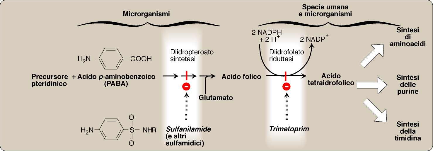 ANTIBATTERICI ANTAGONISTI DEI FOLATI 72.