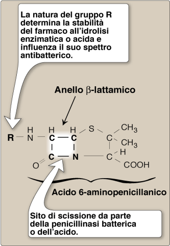 INIBITORI DELLA SINTESI DELLA PARETE CELLULARE 73.