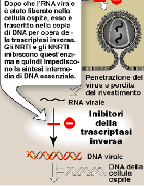 I) Inibitori nucleosidici della trascriptasi inversa (NRTI) Gli NRTI sono analoghi dei ribosidi naturali (nucleosidi o nucleotidi contenenti ribosio) e sono privi del gruppo 3 -idrossile; quando tali