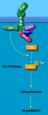 MECCANISMI MOLECOLARI - SIGNALING MUTAZIONI GENICHE: CBL CBL E UN UBIQUITINA LIGASI ASSOCIATA A TIROSIN-CHINASI (TK) IN GRADO DI REGOLARE NEGATIVAMENTE IL SIGNALING DI TALI ENZIMI INDUCENDONE LA