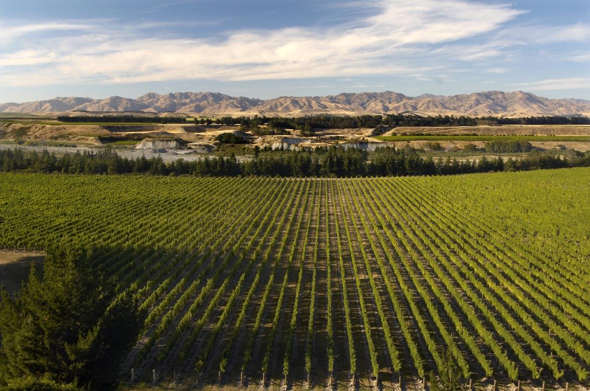 Il Sauvignon blanc di Marlborough Possiamo dire che il Sauvignon blanc sia l unico vitigno internazionale che ha saputo dare ad un vino neozelandese caratteristiche uniche al mondo.