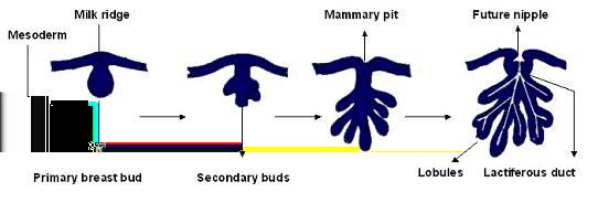 2 1. CONSIDERAZIONI GENERALI Lo sviluppo primario del tessuto ghiandolare mammario è probabilmente Figura 1.1: Schema dello sviluppo della ghiandola mammaria. Da internet, SUNMED.ORG, http://www.