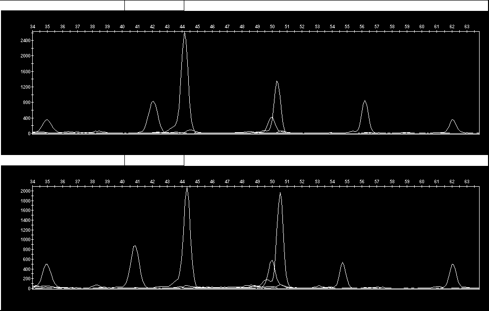 ELECTROPHEROGRAM OF FOUR MULTIPLEXED SNPs IN ABCG2-- SHOWING HOMOZYGOTES BLUE=G GREEN=A RED=T BLACK=C ORANGE =STD STD 35T/T 40G/G 45G/G 50T/T STD BLUE=G GREEN=A RED=T BLACK=C