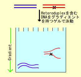 Denaturing gradient gel electrophoresis DGGE E basata sul differente comportamento di denaturazione del DNA mutato rispetto a quello normale