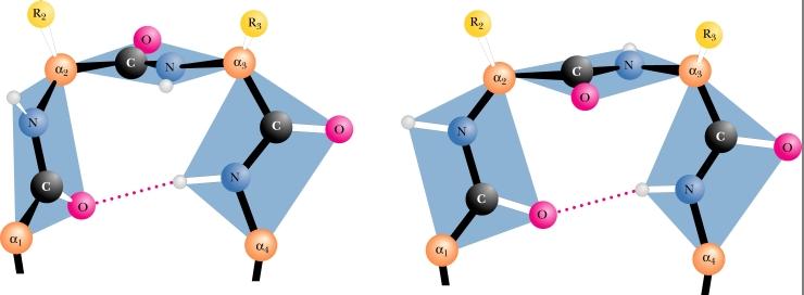 LE INVERSIONI DI CATENA Nelle proteine globulari la catena polipeptidica può invertire bruscamente la sua direzione, ripiegando su se