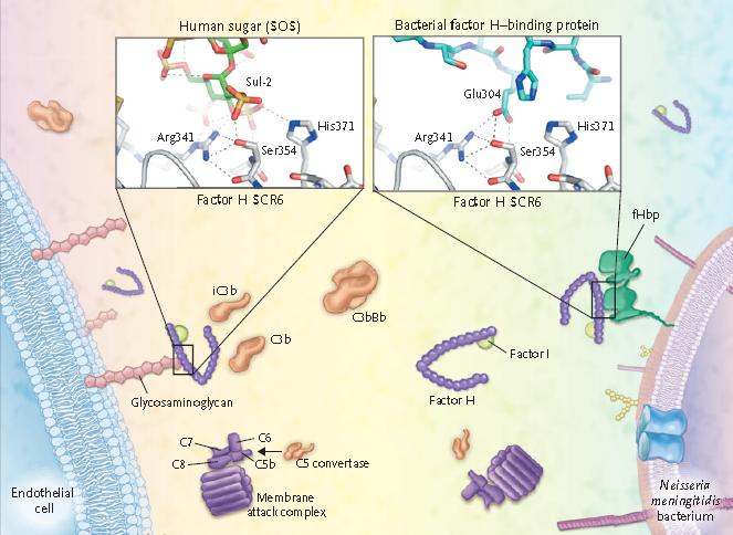 diminuzione della capacità di adesione alle cellule dendritiche; mimicry o camuffamento immunologico, esercitato in particolare dal siero gruppo B; produzione di lattoferrina, che impedisce l azione