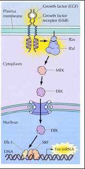 TARGET THERAPY ANTICORPI MONOCLONALI (- ab) Contro geni mutati specifici Trastuzumab (Herceptin) Rituximab (Mabthera) Contro fattori di crescita Cetuximab (Erbitux) Epidermal Growth Factor