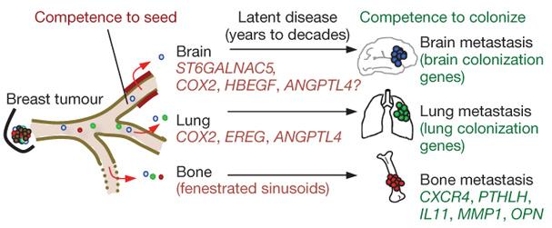 Brain Metastasis Gene Expression Signature Condivide alcuni geni con la lung metastasis signature (COX2 ed altri) mentre presenta come
