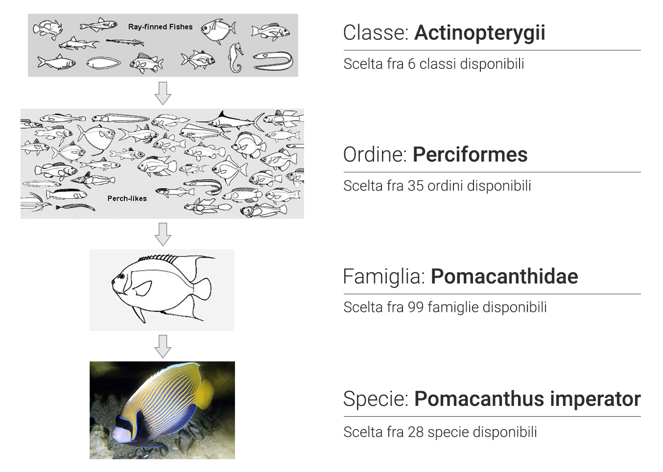 Conclusioni in Figura 16. L idea si è rivelata non realizzabile. È stato chiesto a cinque Figura 16: Ricerca avanzata di fishbase.