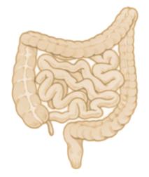 Mucosal immune activation Neuroplasticity (SP, NGF) Transient infection Altered and