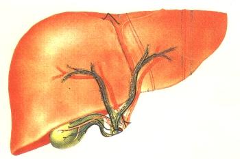 I prodotti della fermentazione batterica come regolatori della microecologia e fisiologia del colon La fermentazione dei carboidrati è fondamentale per la microecologia e