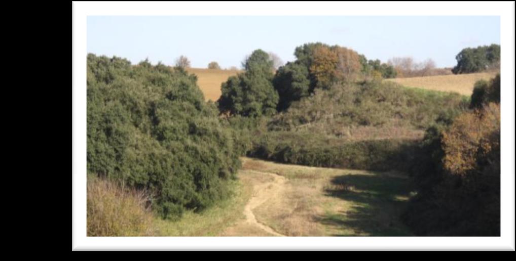 La Tenuta dei Massimi Il paesaggio delle Tenute appariva come un insieme di terre desolate con un solo casale per ogni tenuta.