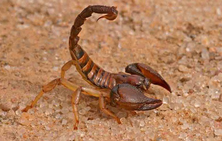 Come aracnidi gli scorpioni hanno vicino alla bocca degli organi chiamati cheliceri,un paio di pedipalpi, e quattro paia di zampe.