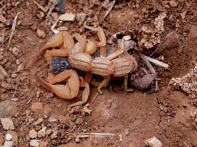 La puntura dello scorpione non è letale per l uomo, tranne quella di alcune specie(scorpione della Cina e del Sahara) ma può avere effetti di dolore, gonfiore e