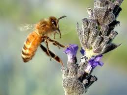 APE Apis Mellifera; Ordine Imenotteri; Famiglia Apidi Dove vive?