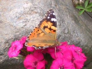 La farfalla monarca (Danaus plexippus) Dove vive La farfalla monarca è un insetto che appartiene all