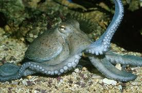 Il Polpo: un mollusco Dove vive? Il polpo è un cefalopode molto diffuso nei mari e gli oceani: è presente anche nel Mar Mediterraneo.