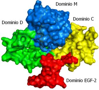 Figura 8: Fronte di ADAM22 con i domini evidenziati. Possiamo notare come la struttura di ADAM22 sia paragonabile a quella di un quadrifoglio.