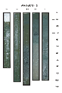 Italica Progetto 8.2 (2001): Sedimentazione biogenica nell Oceano Meridionale (BIOSESO II) Tab. 8.2.2 - Retinate per il campionamento di foraminiferi planctonici Data Ora (UTC) Misura Latitudine Longitudine Prof.