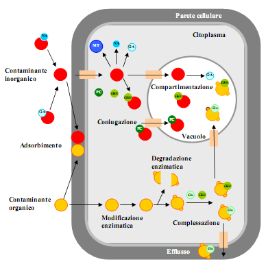 1 - Introduzione Figura 5. Possibili meccanismi adottati dalle cellule vegetali per tollerare elevate concentrazioni di inquinanti organici e/o inorganici.