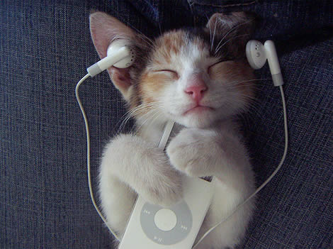 Questa notizia parla di cose strane Ai gatti piace ascoltare la musica!
