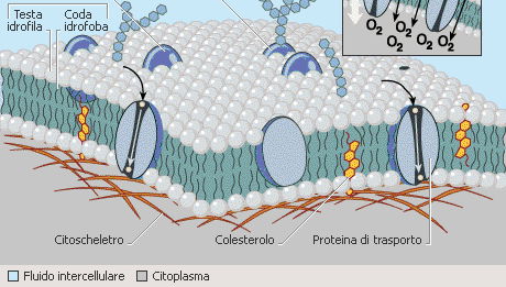 membrane che si manifesta con la perdita trans-membranaria di ioni L ulteriore