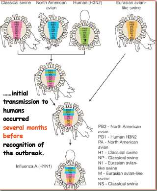 Nuove HA e NA Gli anticorpi preesistenti non proteggono affatto Può verificarsi una pandemia Questo tipo di mutazione può portare al cosiddetto salto di specie, per il quale un ceppo influenzale che