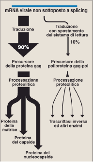 proteine nucleocapsidiche: NC p7 si lega all RNA; NC p6 interagisce con Ψ proteina del core CA (p24), antigene più rappresentato, lega la ciclofillina A (una peptidil prolil cis trans isomerasi