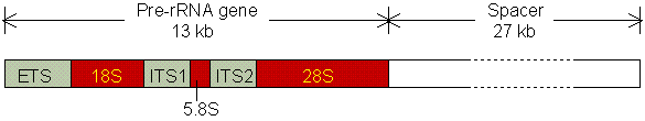 Most proteins do not need duplicated genes, There are four types of rrna in mammalian cells: 28S, 5.8S, 5S and 18S. In the human genome, 28S, 5.8S and 18S are clustered together.