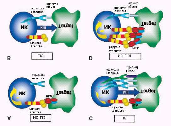 Evidenze sperimentali suggeriscono che il grado di inibizione degli NKR inibitori è proporzionale alla quantità di molecole MHC di classe I espresse dalla cellula target (figura 4 D) (8).