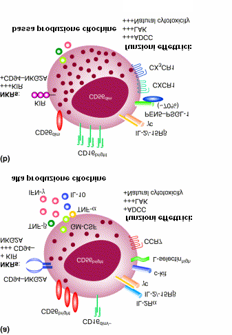 ADCC: citotossicità anticorpo mediata LAK:attività killer attivata da linfochine NKR:recettori cellule NK CD94-NKG2A:recettore inibitore C- type lectin KIR: recettore KIR Ig-like IL-2R: recettore