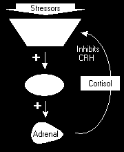 INTRODUZIONE L espressione della proopiomelanocortina è dettata da una sinergia di segnali fra i quali il CRH, citochine, vasopressina, catecolammine,vip (Peptide Vasoattivo Intestinale) e