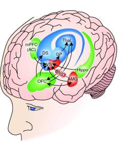 G. Serpelloni 2012 REWARD : «Feel Good» systems Stress response and regulation of: