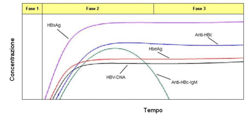 Anti-HBc: anticorpo contro l antigene core dell HBV. Lo si rileva nel sangue poco dopo la comparsa dell HBsAg.