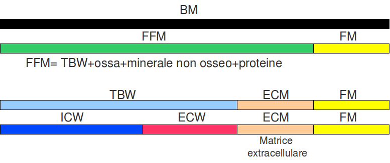 Relazione tra stress, infiammazione cronica, ECM e AGEs Stressor persistenti Endogeni e/o Esogeni Infiammazione cronica Effetti Locali edema extracellulare alto rimodellamento dell'ecm localizzato