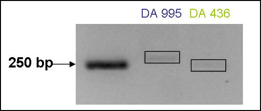 dell isoforma corrispondente alla RefSeq NM_001111067 e alle EST DA995330 e DA436676 (Figura 13) e la specificità del frammento ottenuto mediante sequenziamento diretto.