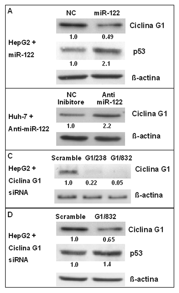 B Figura 16. Il mir-122 e la ciclina G1 regolano l espressione di p53.