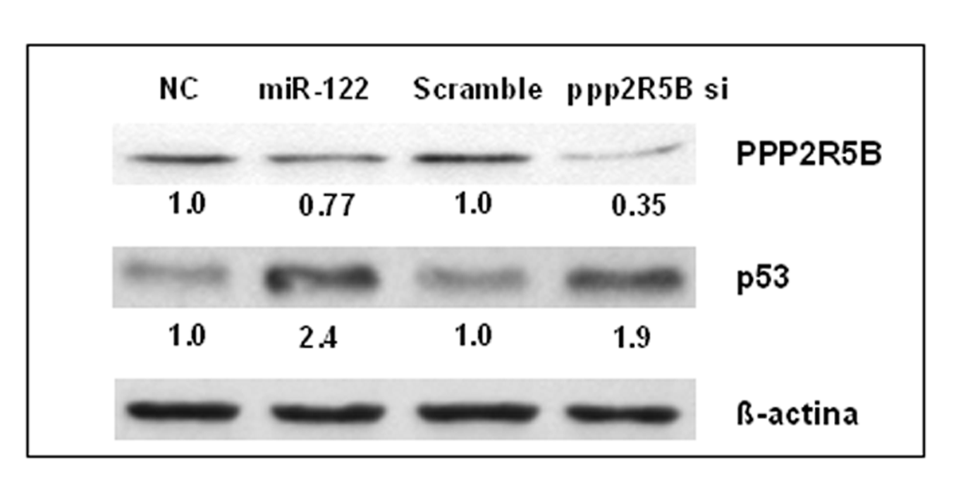 Da notare che l aumento di p53 in seguito alla trasfezione col mir-122 è più elevato rispetto a quello indotto dal silenziamento della ciclina G1.