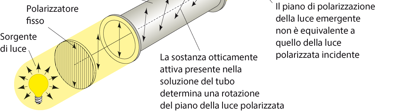 STEREOCHIMICA DEGLI AMMINOACIDI Ad eccezione della